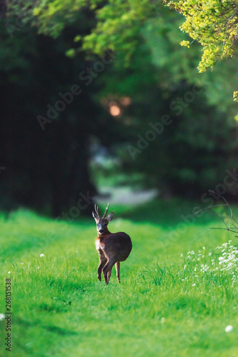 Roebuck on forest pathway in spring.
