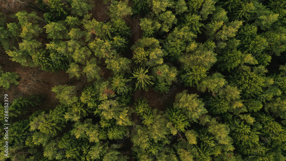 Aerial top view of spring green trees in forest background, Russia. Drone photography. Coniferous and deciduous trees. Beautiful panoramic photo over the tops of pine forest.