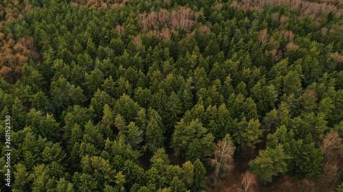 Aerial top view of spring green trees in forest background, Russia. Drone photography. Coniferous and deciduous trees. Beautiful panoramic photo over the tops of pine forest.