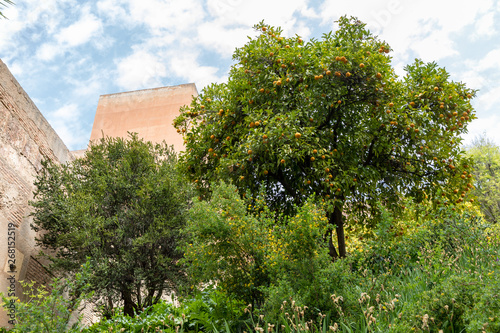 Free transit areas in the outdoor gardens of the Alhambra in Granada, Spain