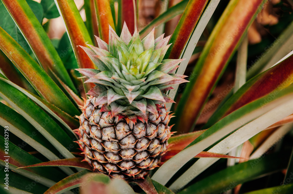 Fototapeta premium Fresh pineapple on its bush with lush green leaves background