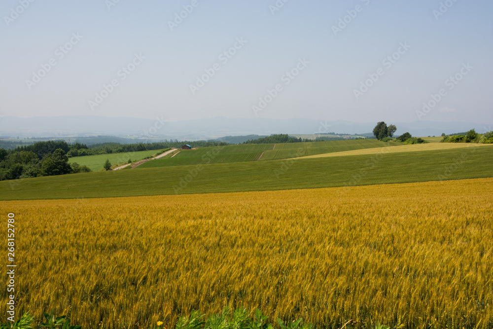 カラフルな麦畑