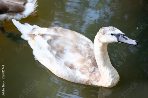 big swan Bird In the nature pool