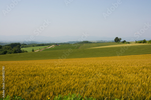 カラフルな麦畑