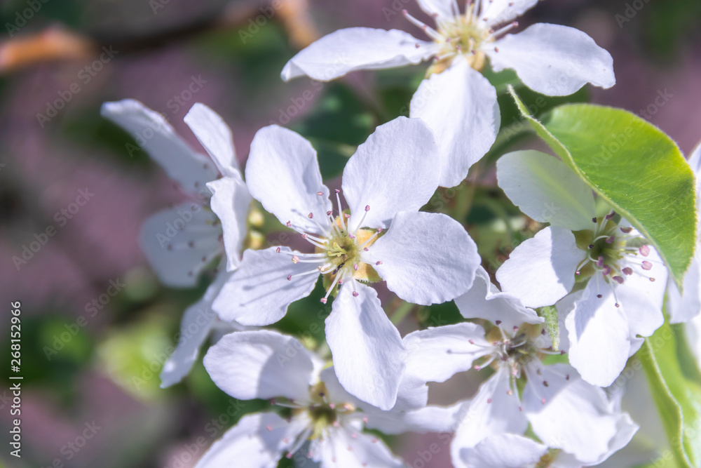 Blooming Apple tree close-up. Spring, sun, freshness Blooming Apple tree close-up. Spring, sun, freshness