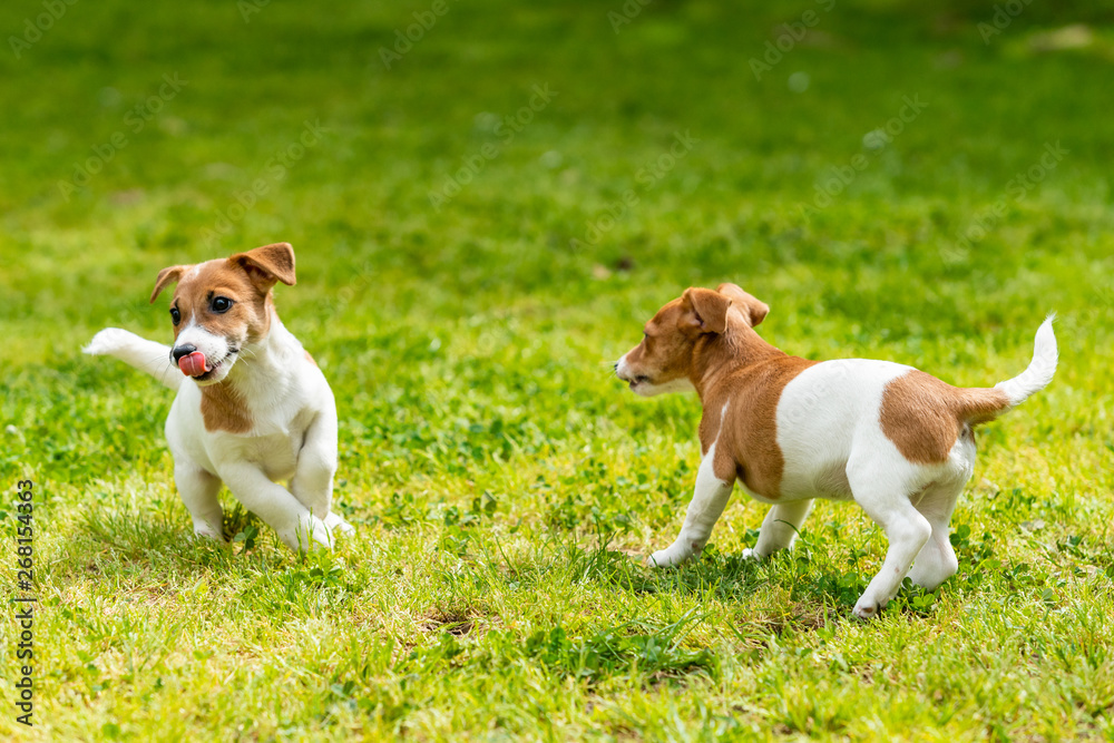 Two Jack Russell terriers playing. Two wonderful jack russell puppies Two Jack Russell terriers playing. Two wonderful jack russell puppies