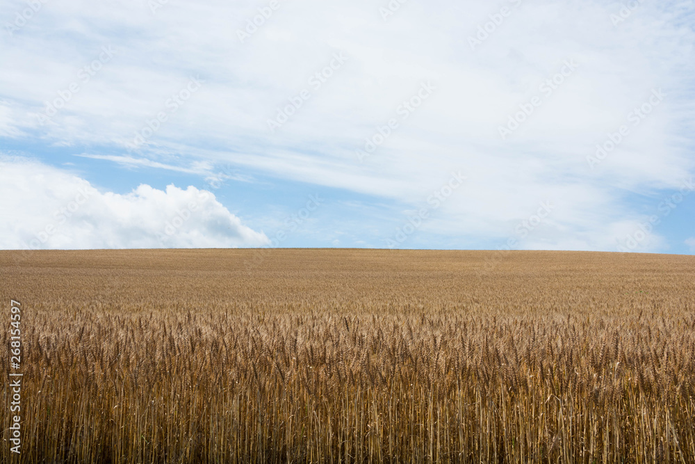 収穫間近の麦畑