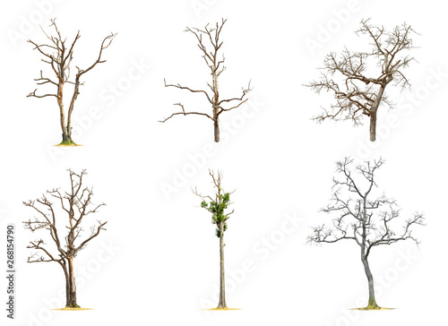 Dipterocapus intricatus Dyer. The dead tree and has few leaves. Collection isolated on white background. photo