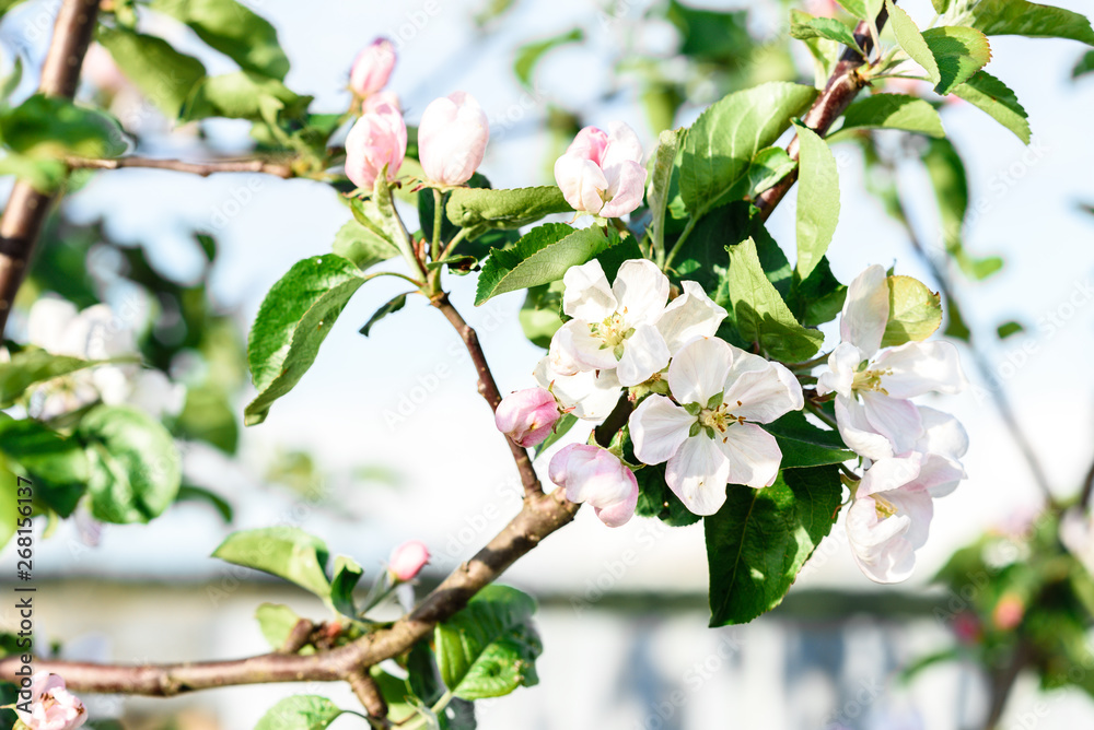 Blossoming apple branch in spring. Blossoming apple branch in spring.