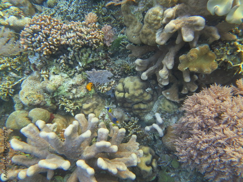 Corales en Bunaken © xavier