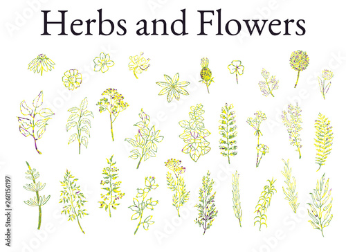 Vector colorful illustration set of herbs, plants and flowers. Hand drawn graphic sketches for you design