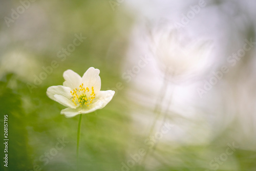 Wild anemone - Anemone Nemorosa