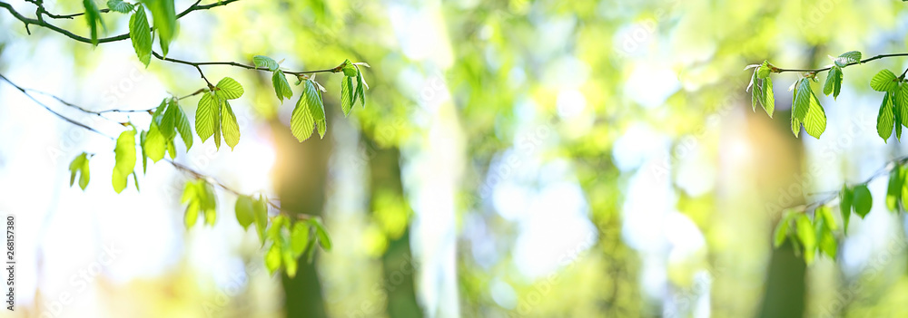 Obraz premium delightful bright scene with branch with bright green leaves on sunny natural abstract background. beautiful green leaves, summer or spring season scene. banner. copy space