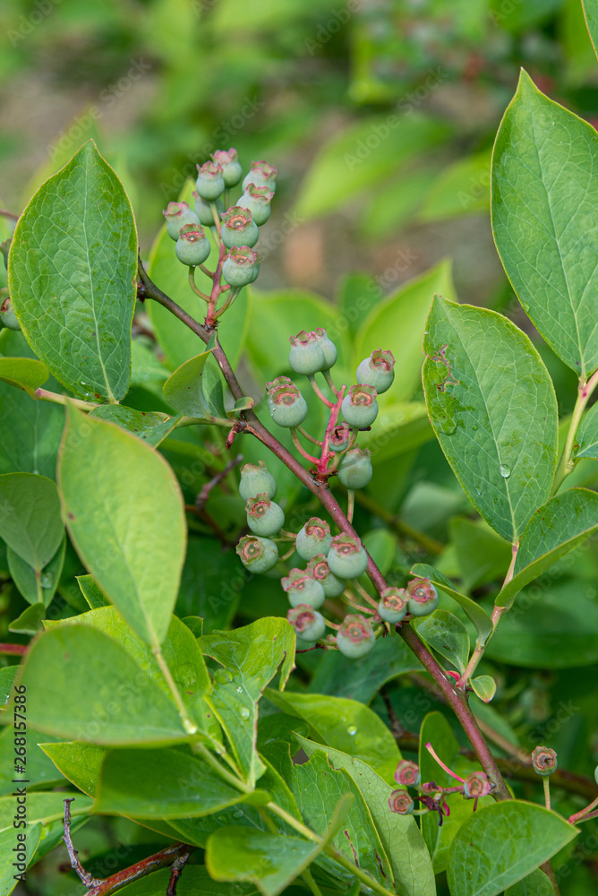 unripe blueberries on the tree unripe blueberries on the tree