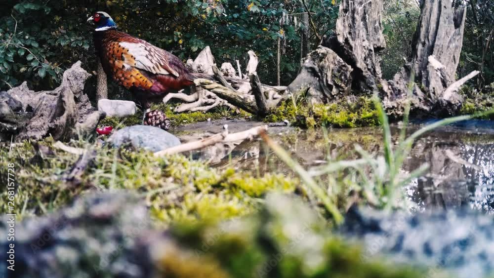 Colorful Common Pheasant rooster eating by a pond. Colorful Common Pheasant rooster eating by a pond.