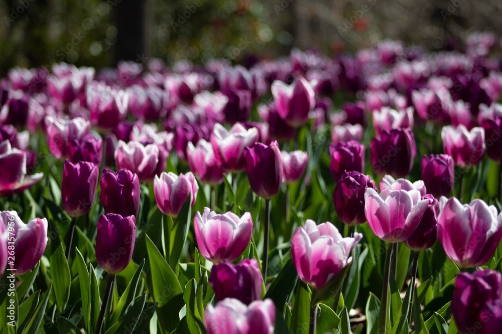 Fototapeta premium Beautiful Flower