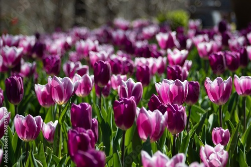 Beautiful Flower