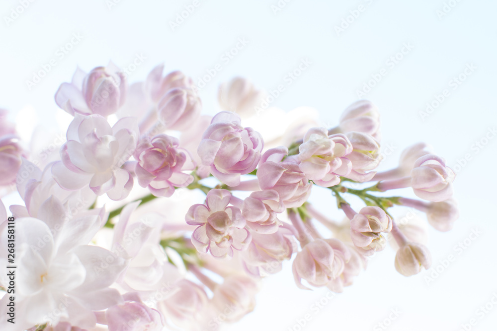 white pink fluffy lilac. Flowering tree in the garden against the blue sky. Nice card. white pink fluffy lilac. Flowering tree in the garden against the blue sky. Nice card.