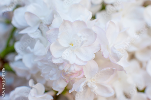 white pink fluffy lilac. Flowering tree in the garden against the blue sky. Nice card.