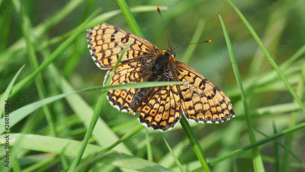 Glanville Fritillary (Melitaea cinxia ) butterfly. Hutchinson's Bank, Surrey Glanville Fritillary (Melitaea cinxia ) butterfly. Hutchinson's Bank, Surrey