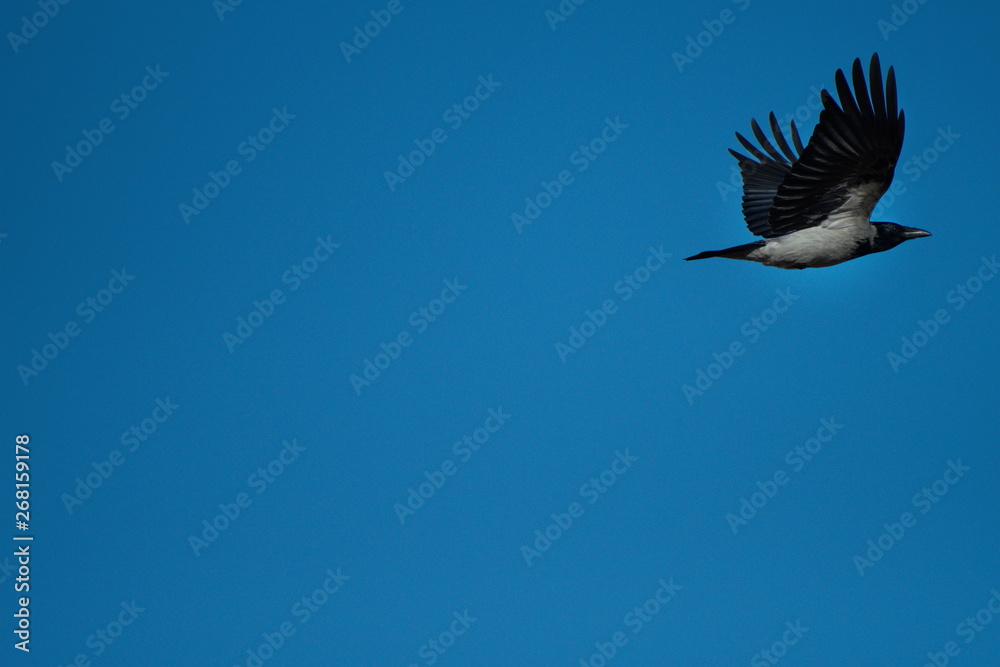 Obraz premium The crow flies.Blue sky in the background.
