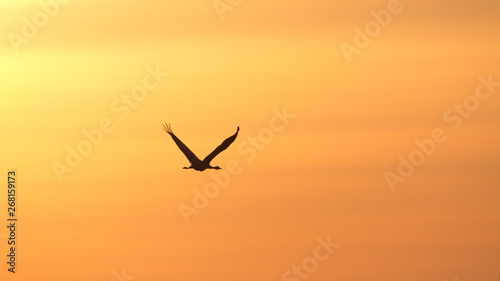 The swan is heading towards the sunset.Beautiful © erkipauk