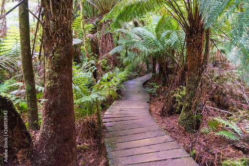Maits Rest Rain forest walk