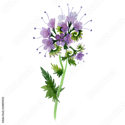 Purple phacelia floral botanical flower. Watercolor background illustration set. Isolated phacelia illustration element.