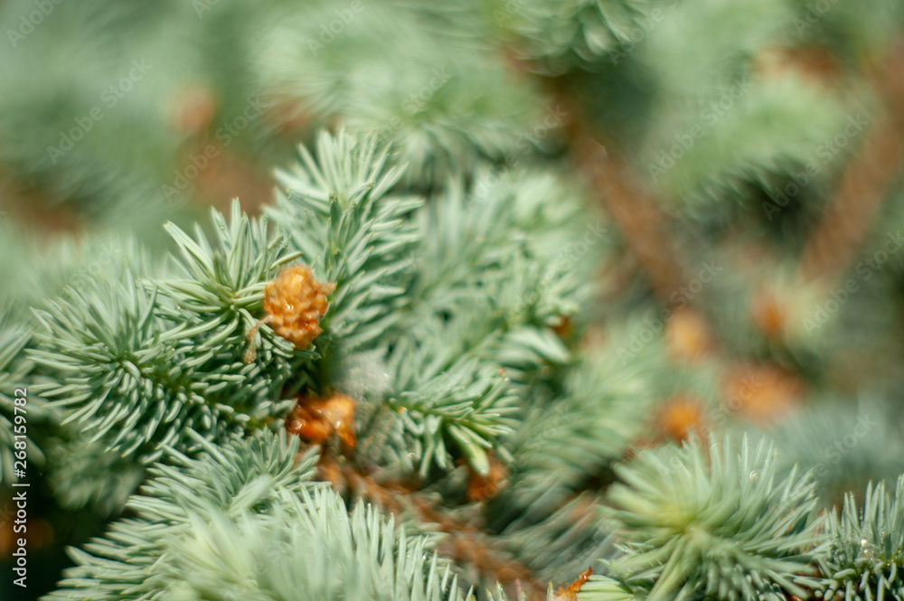 Picea pungens cv.Glauca.Beautiful plants from the botanical garden for the catalog. Natural lighting effects. Shallow depth of field. Selective focus, handmade art of nature. Flower landscape