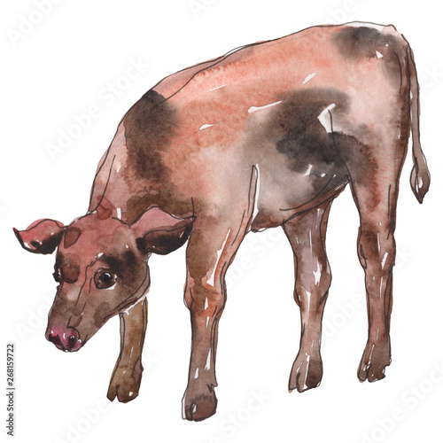 Photography Cow farm animal in a watercolor style isolated