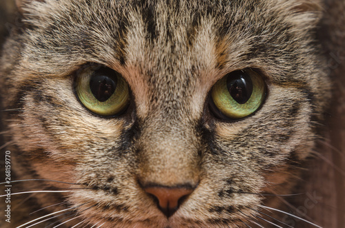 cat with green eyes, close-up portrait