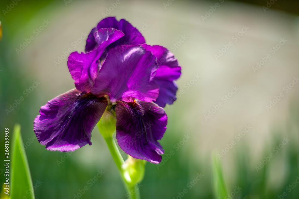Bearded Iris 'Forest Hill'.plants from botanical garden for catalog. Natural lighting effects. Shallow depth of field. Selective focus, handmade of nature. Flower landscape Bearded Iris 'Forest Hill'.plants from botanical garden for catalog. Natural lighting effects. Shallow depth of field. Selective focus, handmade of nature. Flower landscape