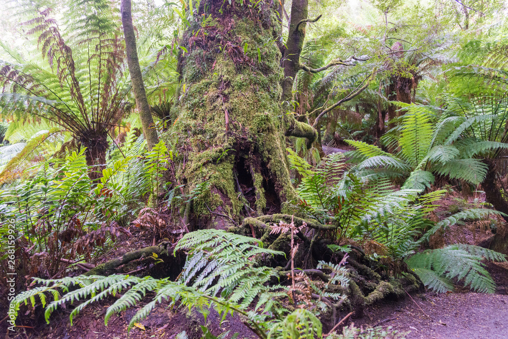 Maits Rest Rain forest walk Maits Rest Rain forest walk