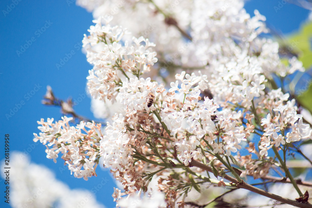 lilac lilac