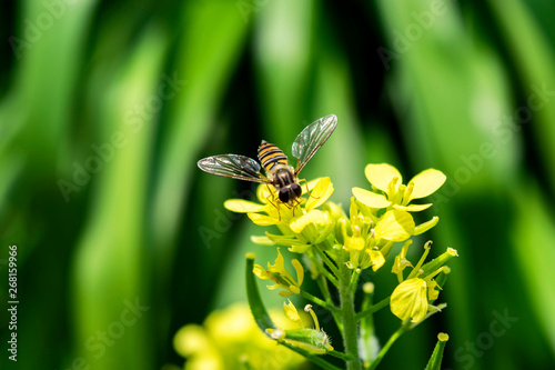 Natural green background with insect. Bee on a flowering rape closeup. © O de R
