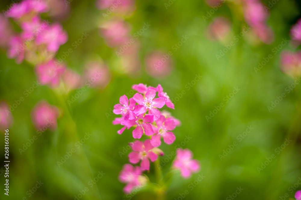 Viscaria vulgaris.plants from botanical garden for catalog. Natural lighting effects. Shallow depth of field. Selective focus, handmade of nature. Flower landscape Viscaria vulgaris.plants from botanical garden for catalog. Natural lighting effects. Shallow depth of field. Selective focus, handmade of nature. Flower landscape