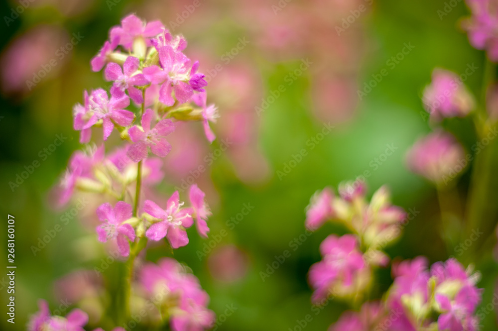 Viscaria vulgaris.plants from botanical garden for catalog. Natural lighting effects. Shallow depth of field. Selective focus, handmade of nature. Flower landscape