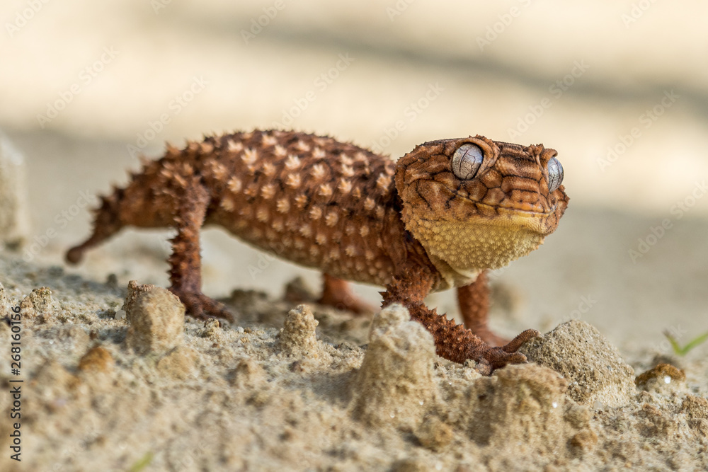 Close up of the oriental garden lizard, eastern garden lizard or changeable lizard (Calotes versicolor) on the sand. Close up of the oriental garden lizard, eastern garden lizard or changeable lizard (Calotes versicolor) on the sand.