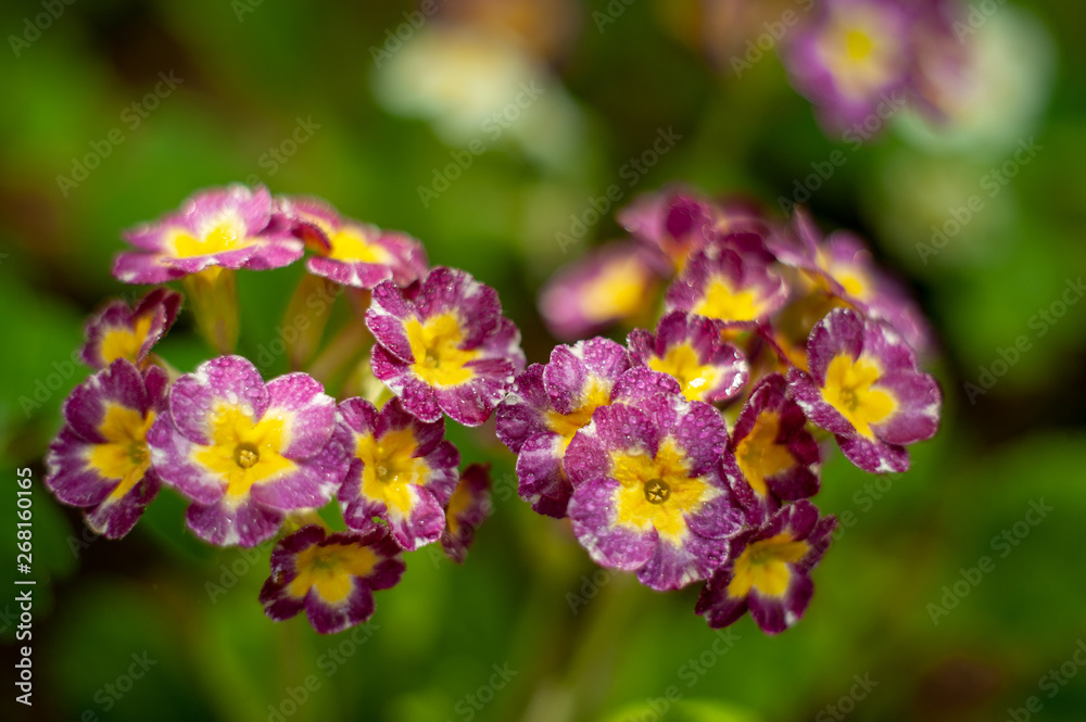 Primula vulgaris.plants from botanical garden for catalog. Natural lighting effects. Shallow depth of field. Selective focus, handmade of nature. Flower landscape Primula vulgaris.plants from botanical garden for catalog. Natural lighting effects. Shallow depth of field. Selective focus, handmade of nature. Flower landscape
