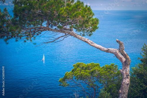 Postcard. Pine tree with ocean and yacht.