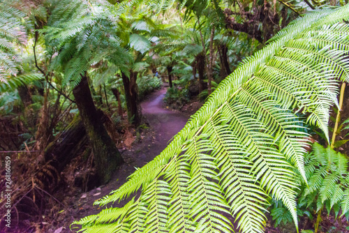 Maits Rest Rain forest walk photo