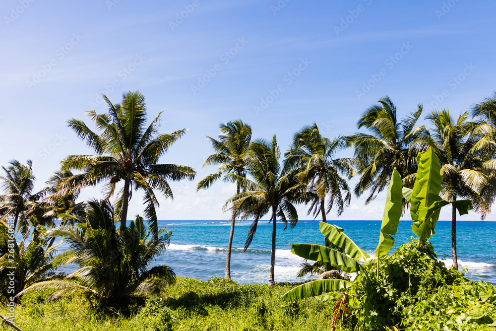 Palm trees on tropical island with white sandy beach and black rocks