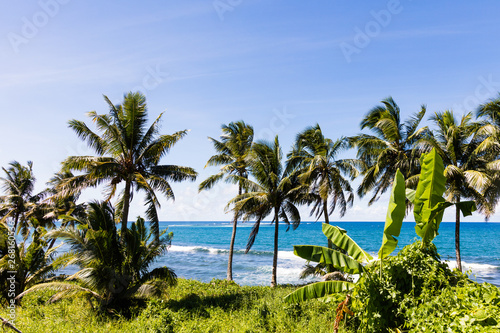 Palm trees on tropical island with white sandy beach and black rocks