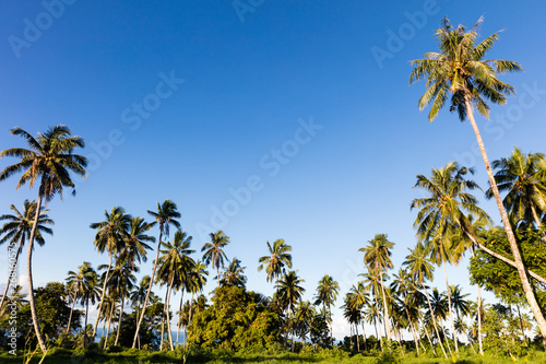 Palm trees on tropical island and deep blue sky
