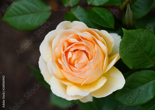 Fototapeta Naklejka Na Ścianę i Meble -  Beautiful english yellow rose in summer garden. Nature background. Shallow depth of field.