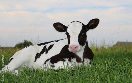Valokuvatapetti Newborn Holstein calf laying on the grass at twilight