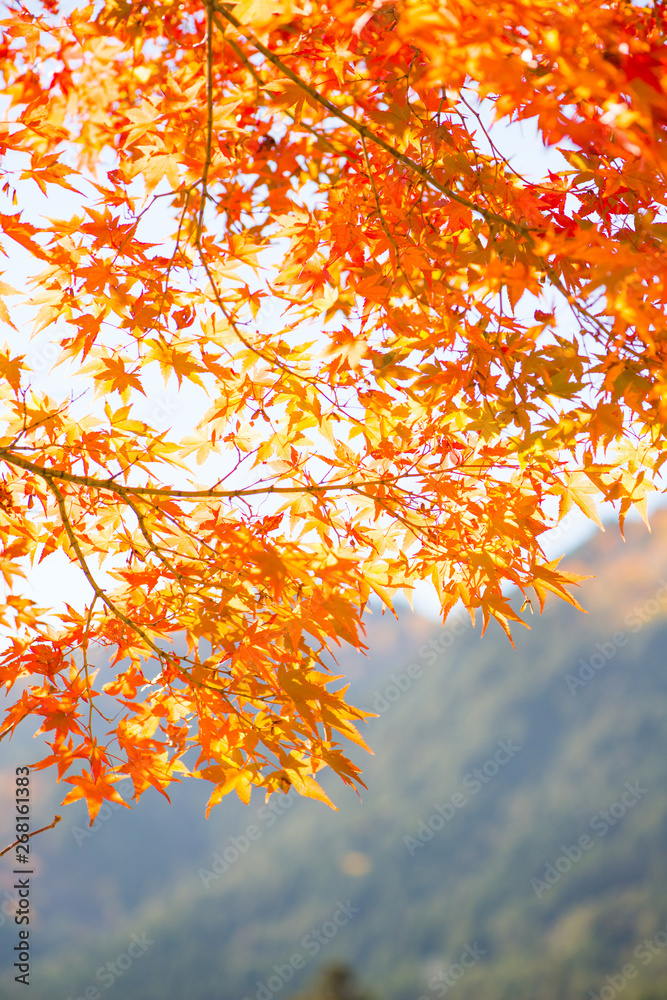 Red maple leaves on tree in autunm season in Japan