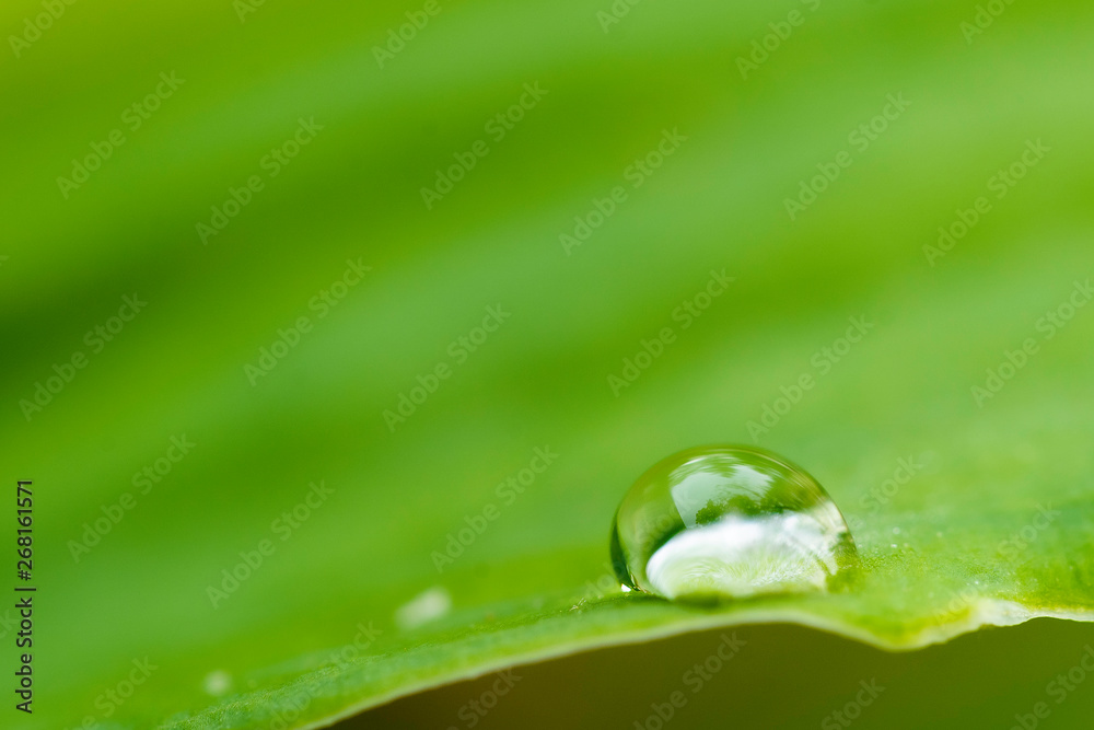 Spring Dew Spring Dew