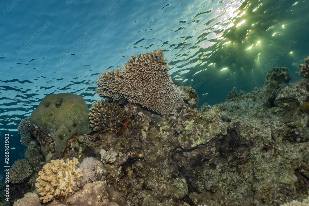 Coral reefs and water plants in the Red Sea, Eilat Israel Coral reefs and water plants in the Red Sea, Eilat Israel