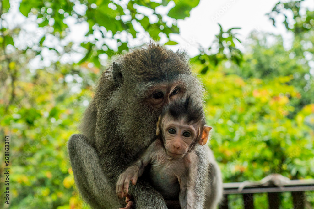 Fototapeta premium Sacred Monkey Forest Sanctuary in Ubud Bali Indonesia